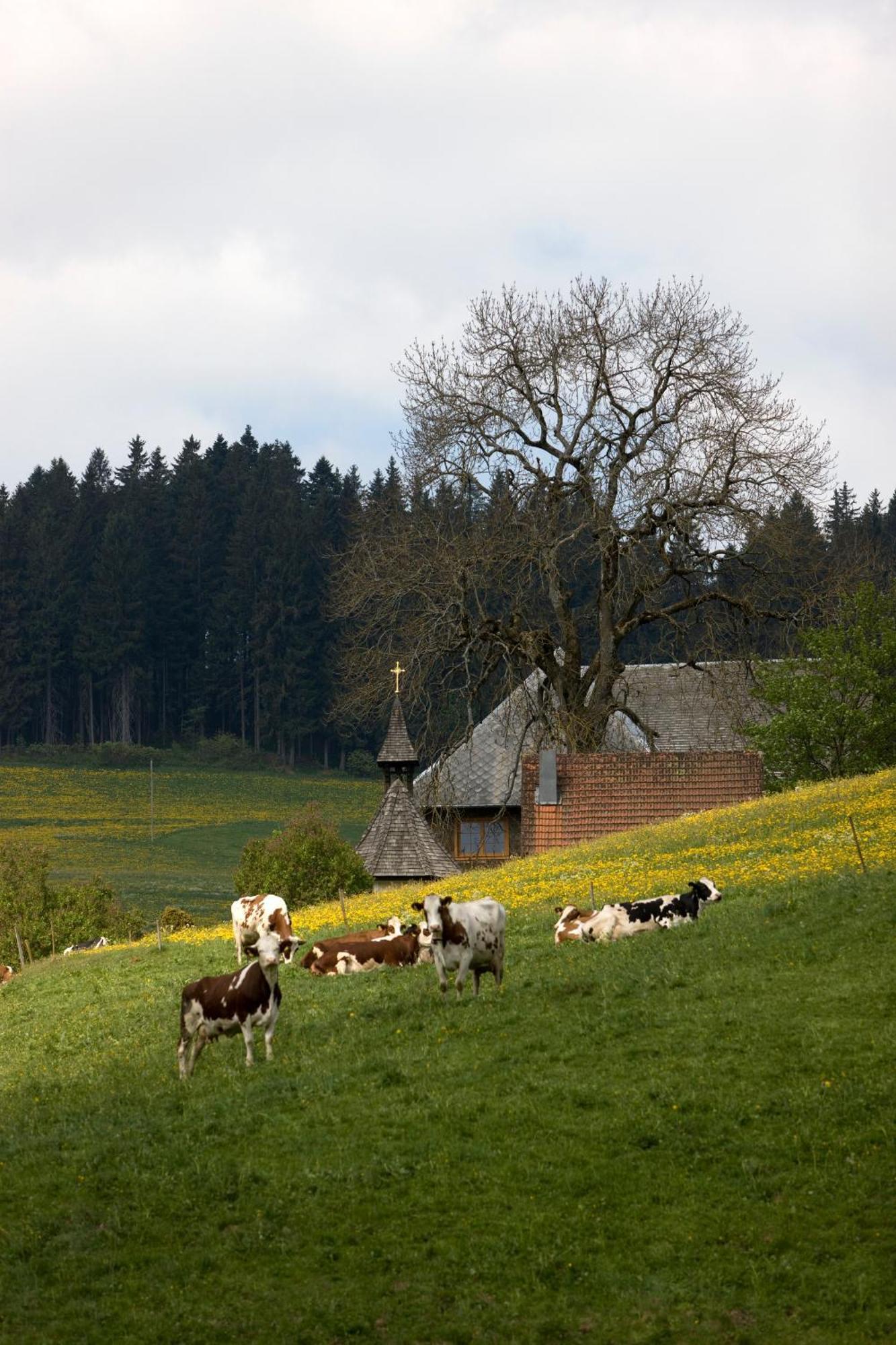 Drei Tannen - Wohnung 11 - Apartmenthaus, Titisee, Feldberg ภายนอก รูปภาพ